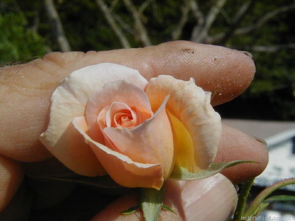 'Gold Blush' rose photo