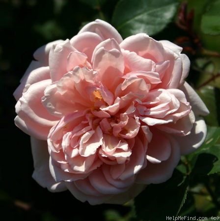 'Jean Guichard' rose photo