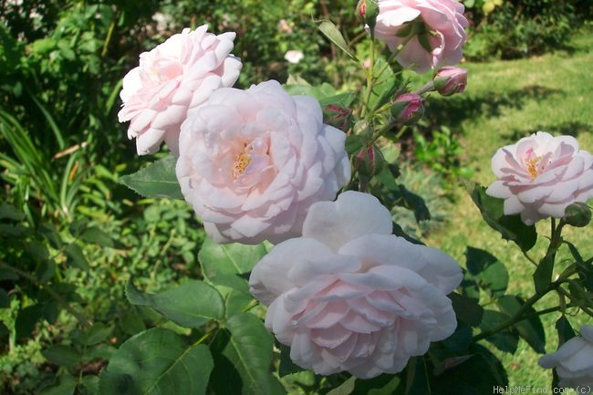 'Madame Souchet' rose photo