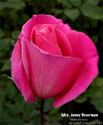 'Mrs. Jennie Deverman' rose photo