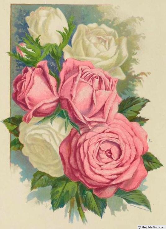 'Margaret Dickson' rose photo