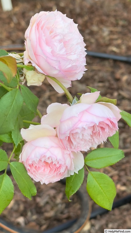 'The Mill On The Floss' rose photo