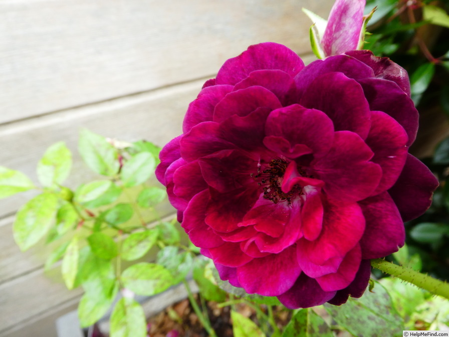 'Burgundy Ice' rose photo