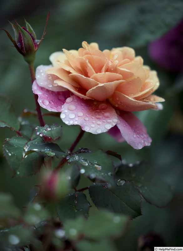 'Distant Drums (shrub, Buck 1984)' rose photo