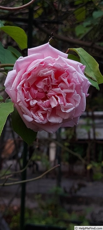 'Baronne Henriette Snoy' rose photo