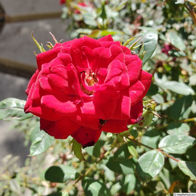 'Honest Abe' rose photo