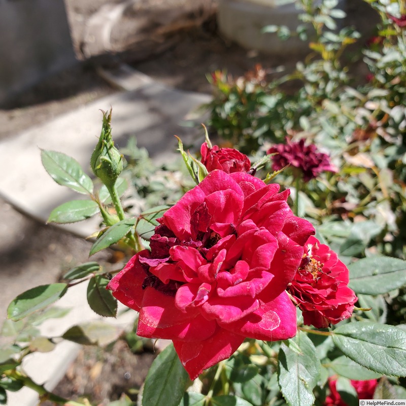 'Honest Abe' rose photo