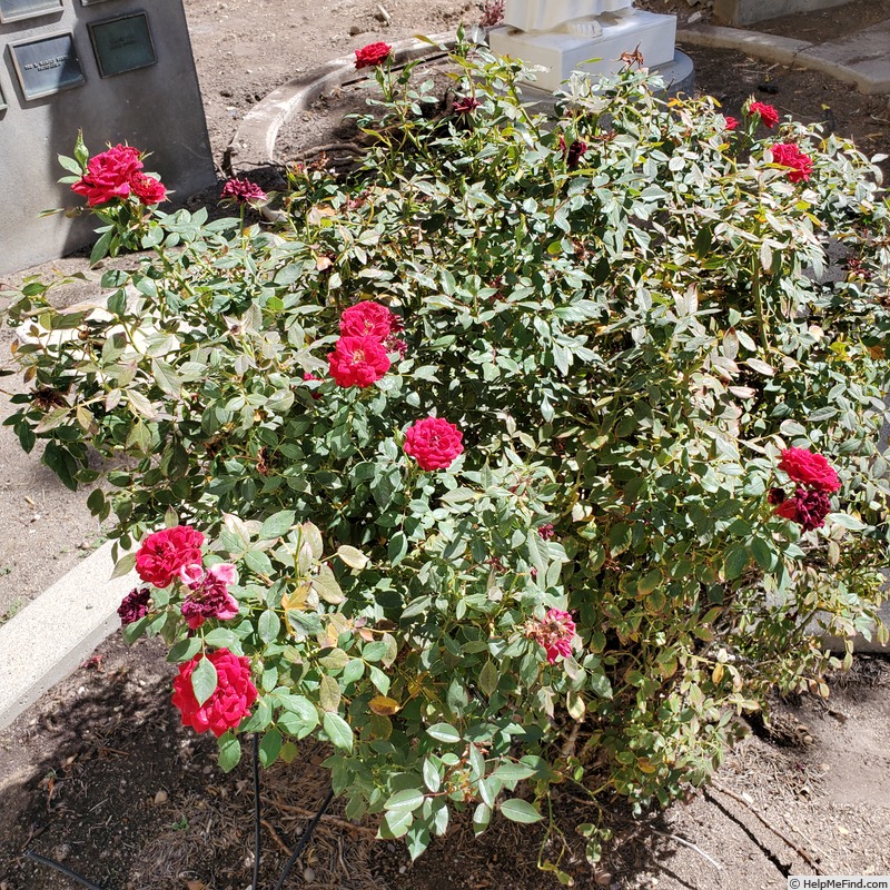 'Honest Abe' rose photo