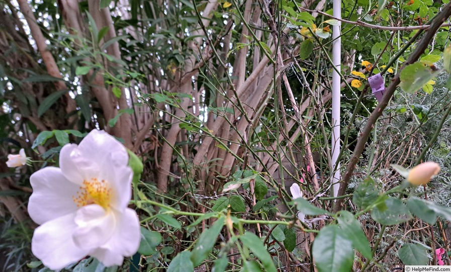 'Sally Holmes (hybrid musk, Holmes 1976)' rose, click to enlarge 'Sally Holmes (hybrid musk, Holmes 1976)' rose photo