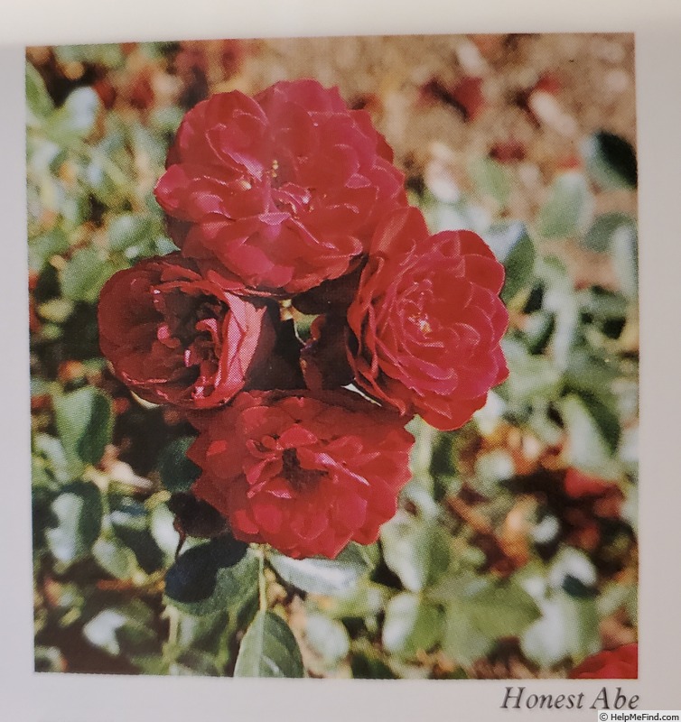 'Honest Abe' rose photo