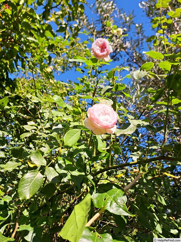 'The Mill On The Floss' rose photo