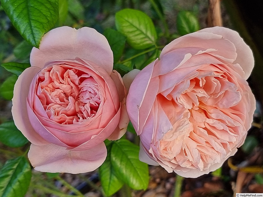 'Aphrodite ® (shrub, Evers/Tantau, 2000/06)' rose, click to enlarge 'Aphrodite ® (shrub, Evers/Tantau, 2000/06)' rose photo