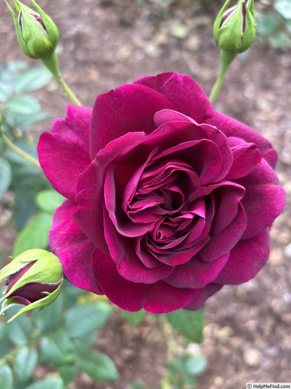'Allegorie' rose photo