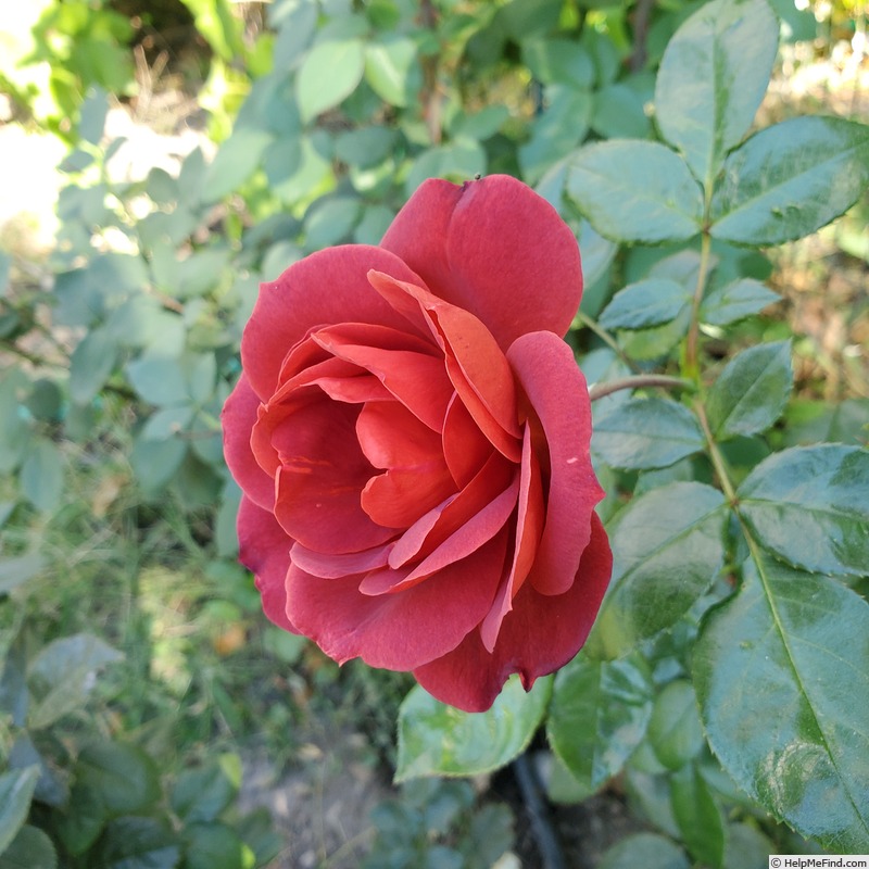 'Hot Cocoa ™ (floribunda, Carruth 2001)' rose photo