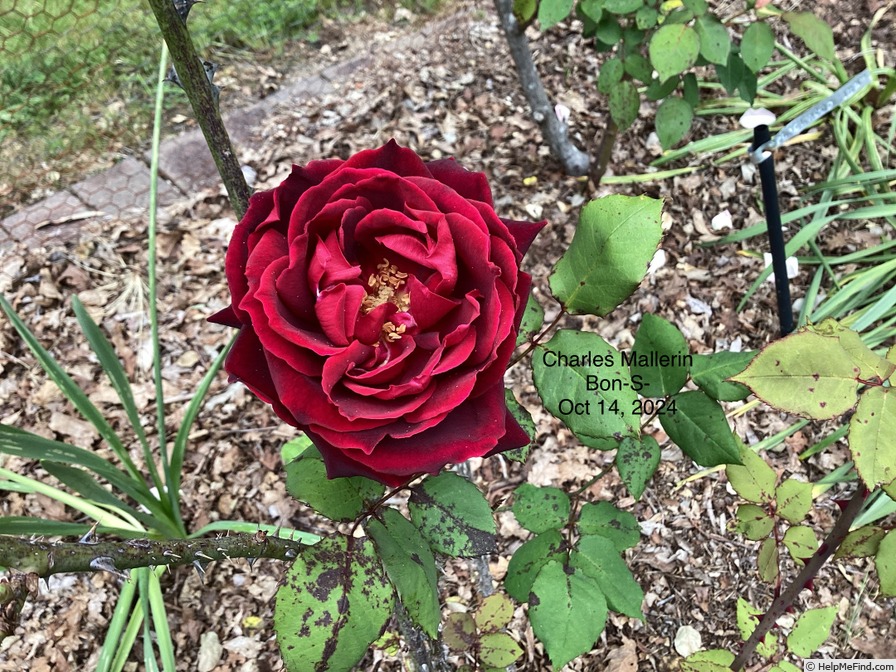 'Charles Mallerin (Hybrid Tea, Meilland, before 1947)' rose photo