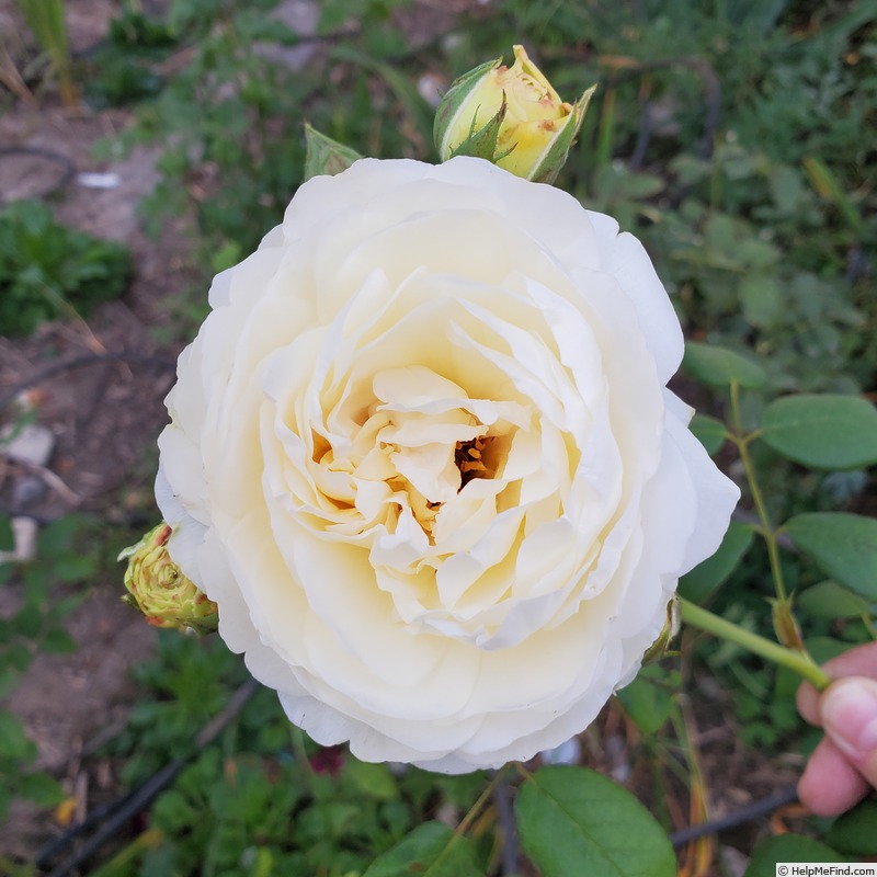 'Claire Austin' rose photo