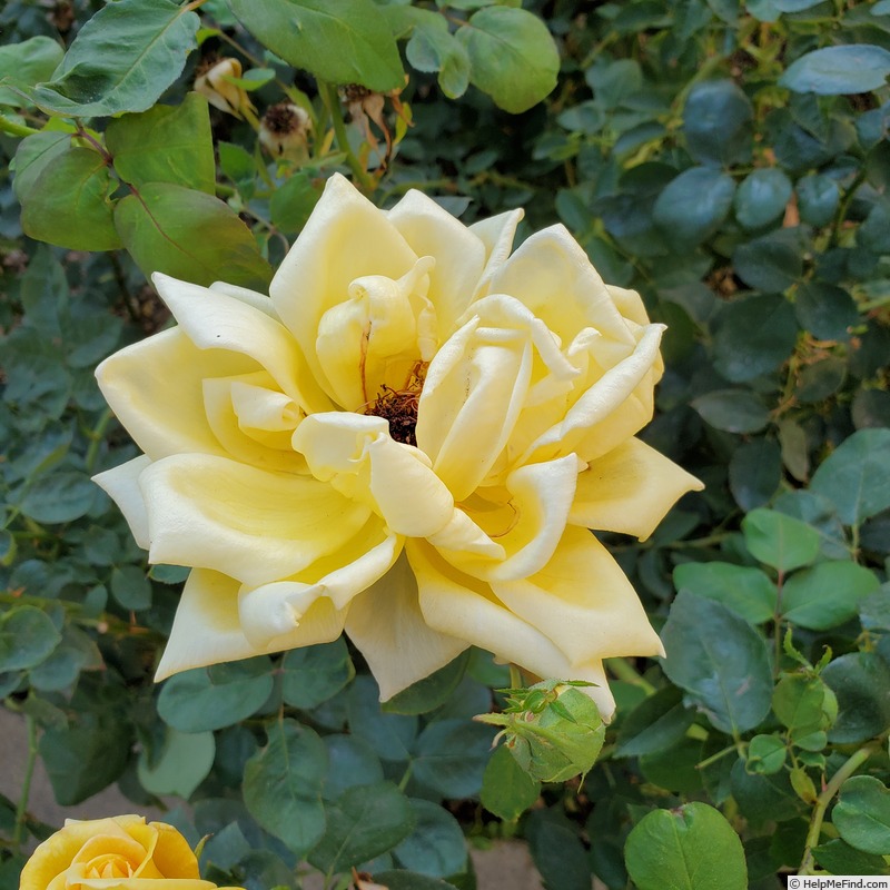 'Eclipse (hybrid tea, Nicolas 1932)' rose photo