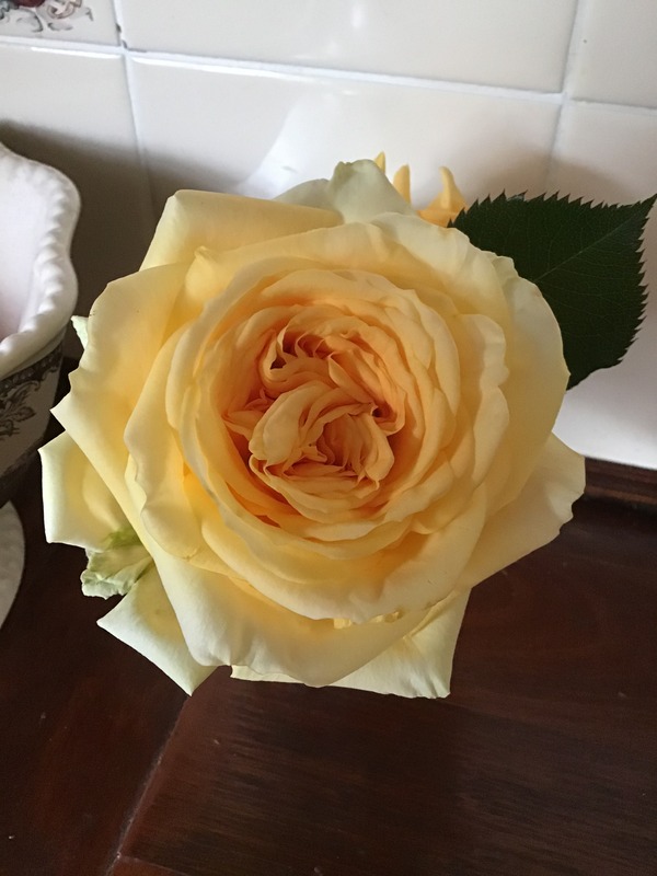 'Shooting Star (Hybrid Tea, Evers/Tantau, Before 2007)' rose photo