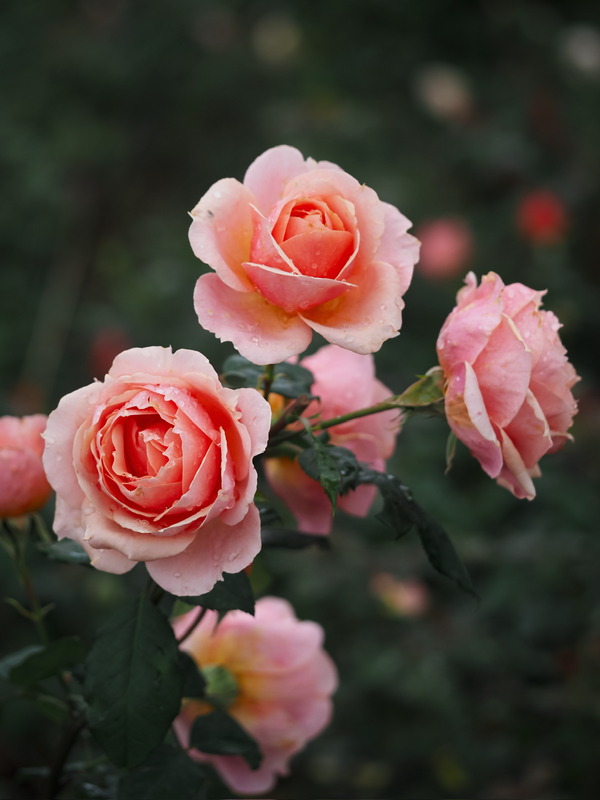 'Paul Bocuse ®' rose, click to enlarge 'Paul Bocuse ®' rose photo