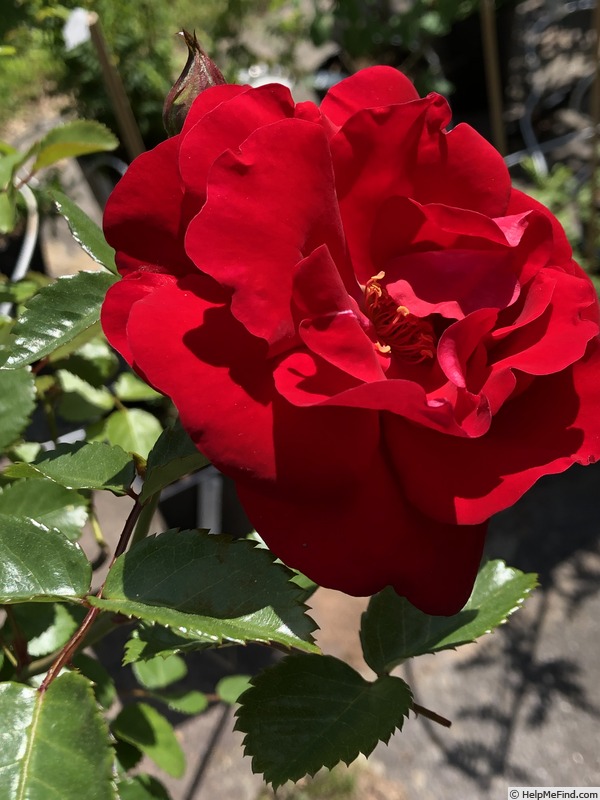 'AKA 116-18' rose photo