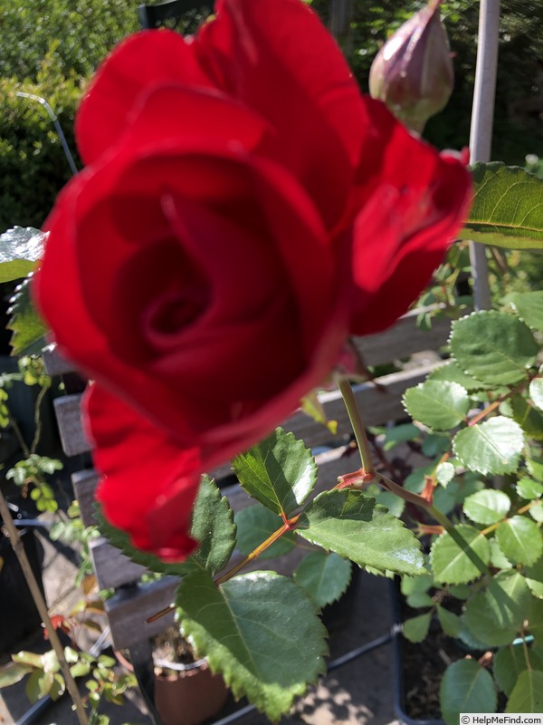 'AKA 116-18' rose photo