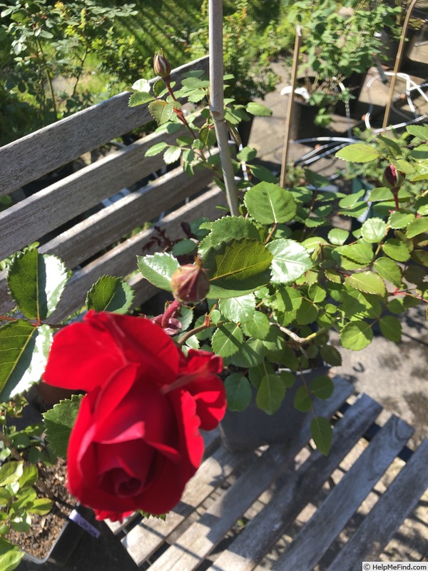 'AKA 116-18' rose photo