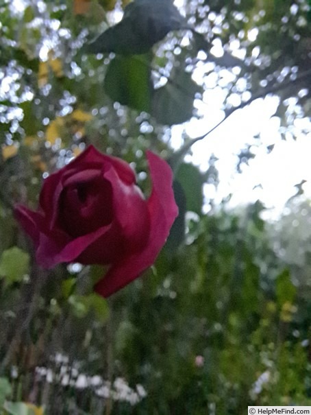 'Young Lycidas' rose photo