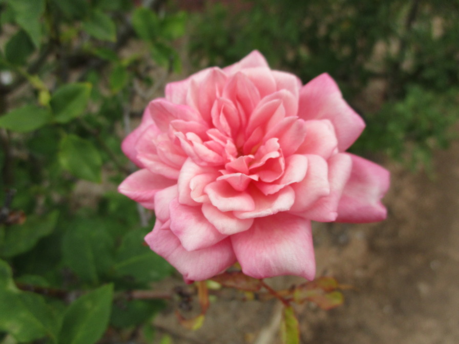 'Général Schablikine (tea, Nabonnand 1878)' rose photo