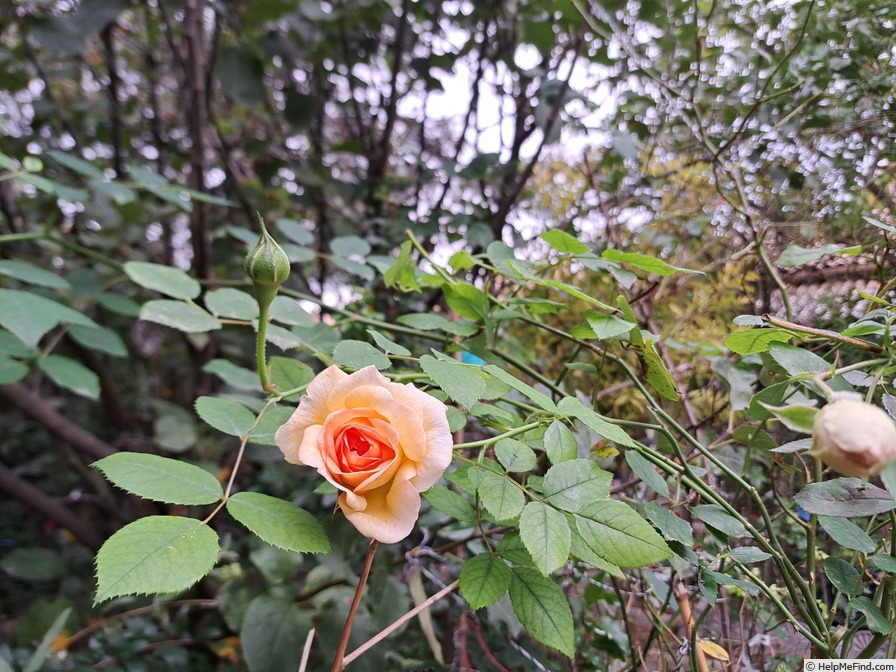'Bathsheba' rose photo