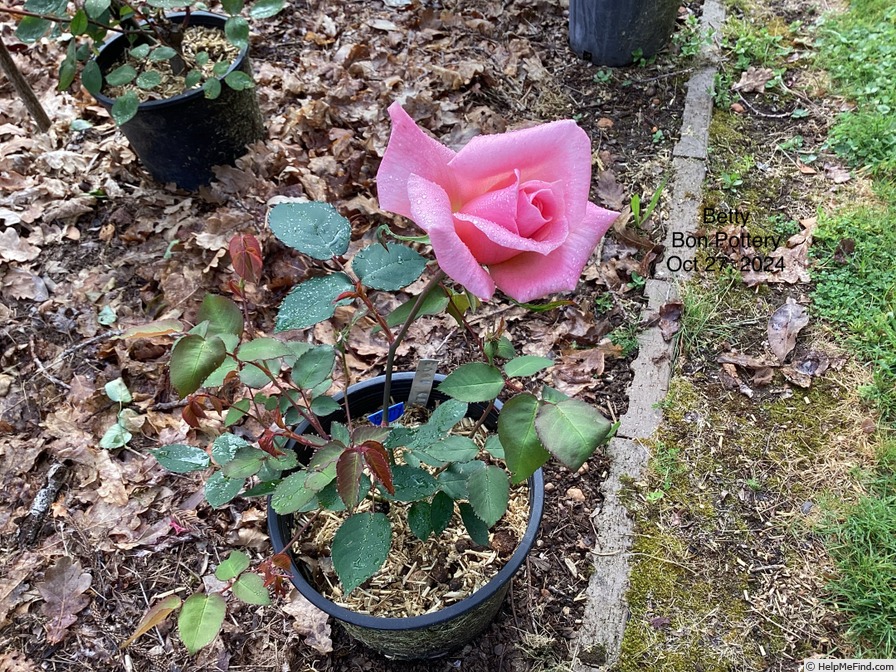 'Betty (hybrid tea, Dickson, 1905)' rose, click to enlarge 'Betty (hybrid tea, Dickson, 1905)' rose photo
