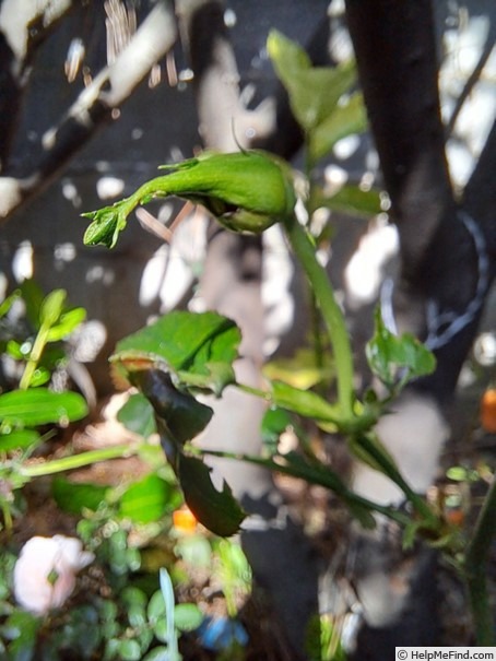 'Salto ®' rose photo