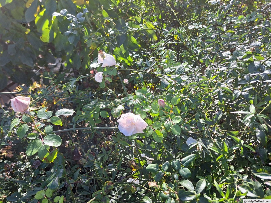 'New Dawn (large flowered climber, Dreer 1930)' rose, click to enlarge 'New Dawn (large flowered climber, Dreer 1930)' rose photo