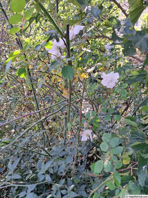 'New Dawn (large flowered climber, Dreer 1930)' rose photo