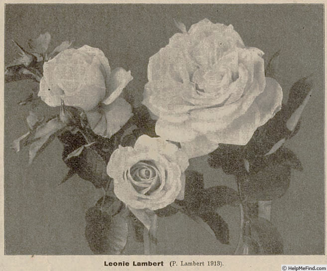 'Léonie Lambert' rose photo