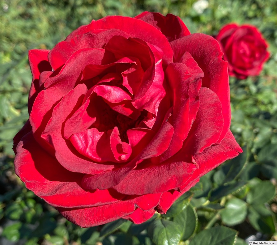 'Always & Forever' rose photo