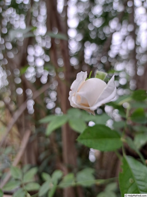 'Iceberg (floribunda, Kordes 1958)' rose, click to enlarge 'Iceberg (floribunda, Kordes 1958)' rose photo