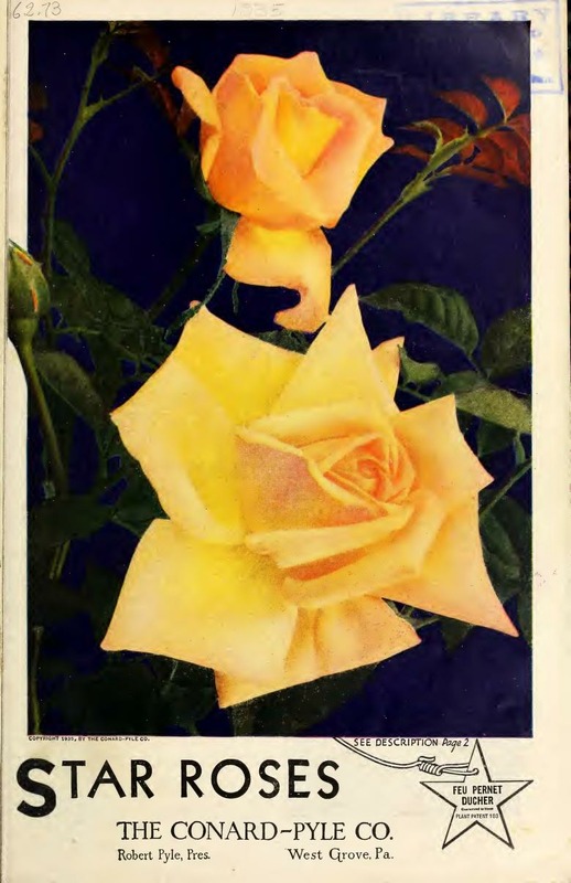 'Feu Pernet-Ducher' rose photo