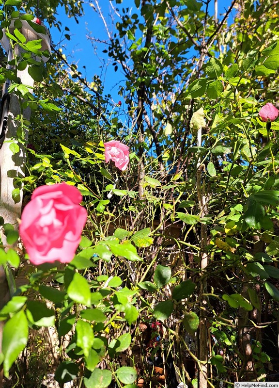 'Bordure Rose No. 2' rose, click to enlarge 'Bordure Rose No. 2' rose photo