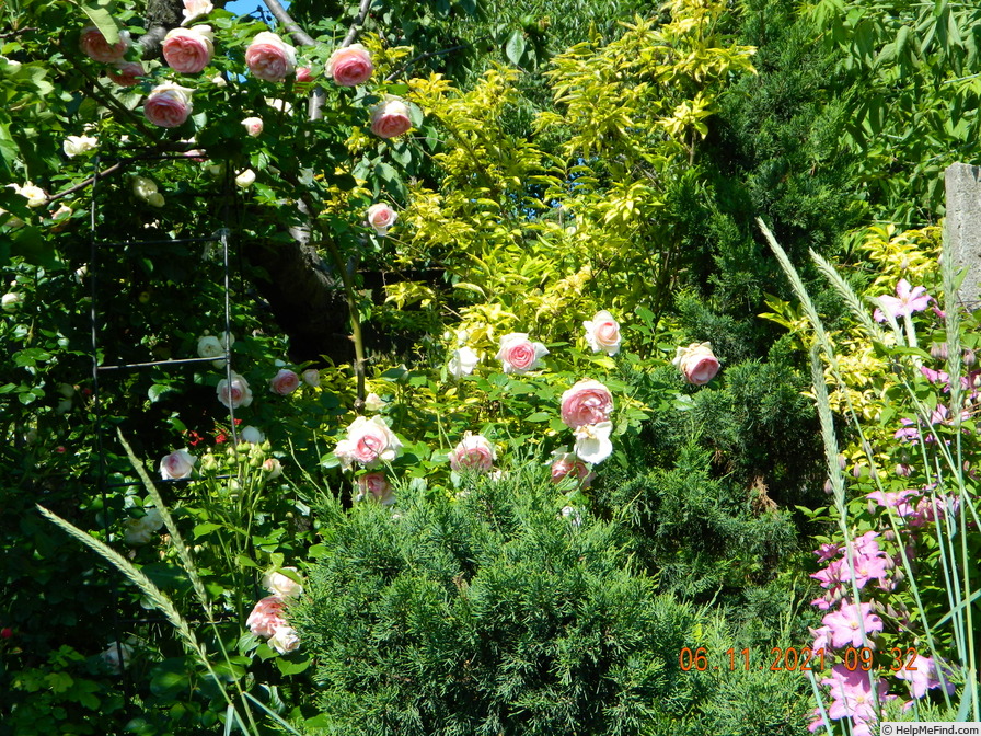 'Pierre de Ronsard ®' rose, click to enlarge 'Pierre de Ronsard ®' rose photo