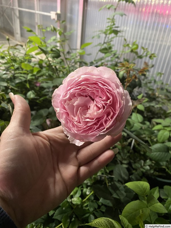 'Curly Pink' rose photo
