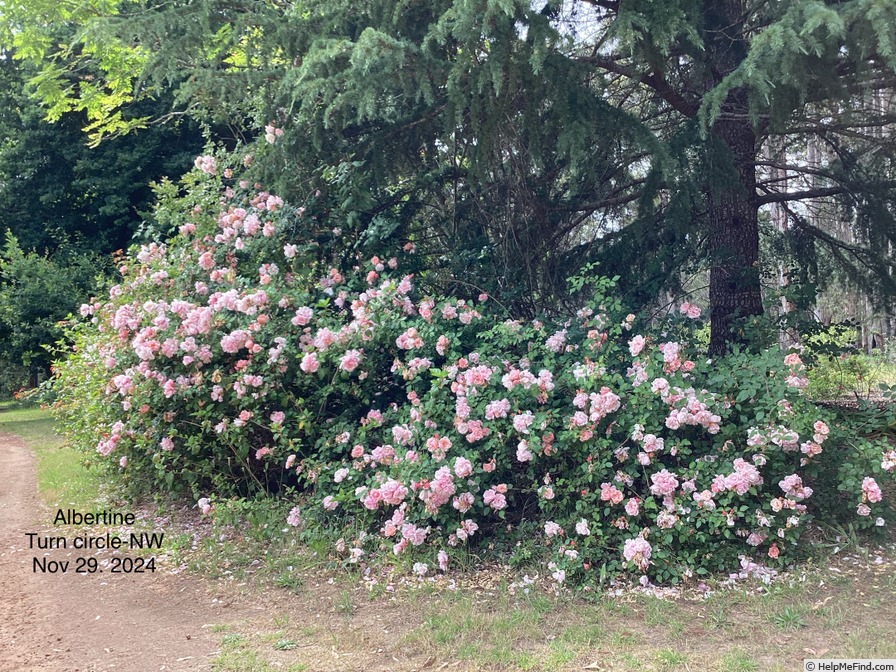 'Albertine (hybrid wichurana, Barbier 1921)' rose photo