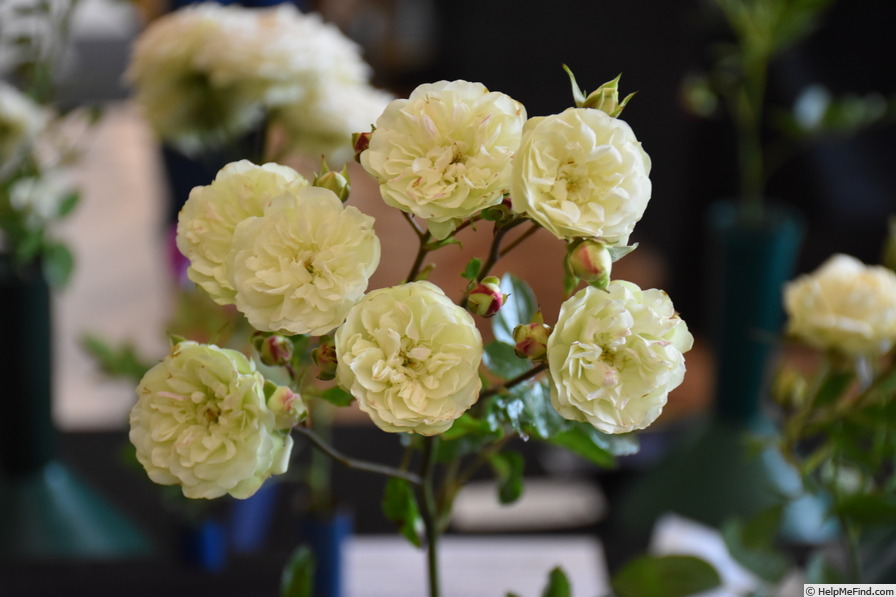 'Green Ice (miniature, Moore 1971)' rose photo