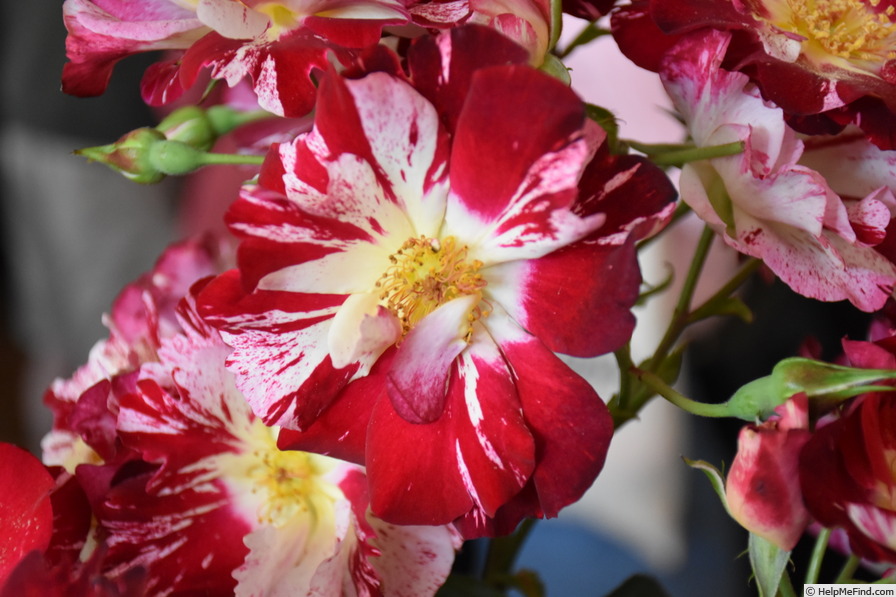 'Fourth of July' rose photo