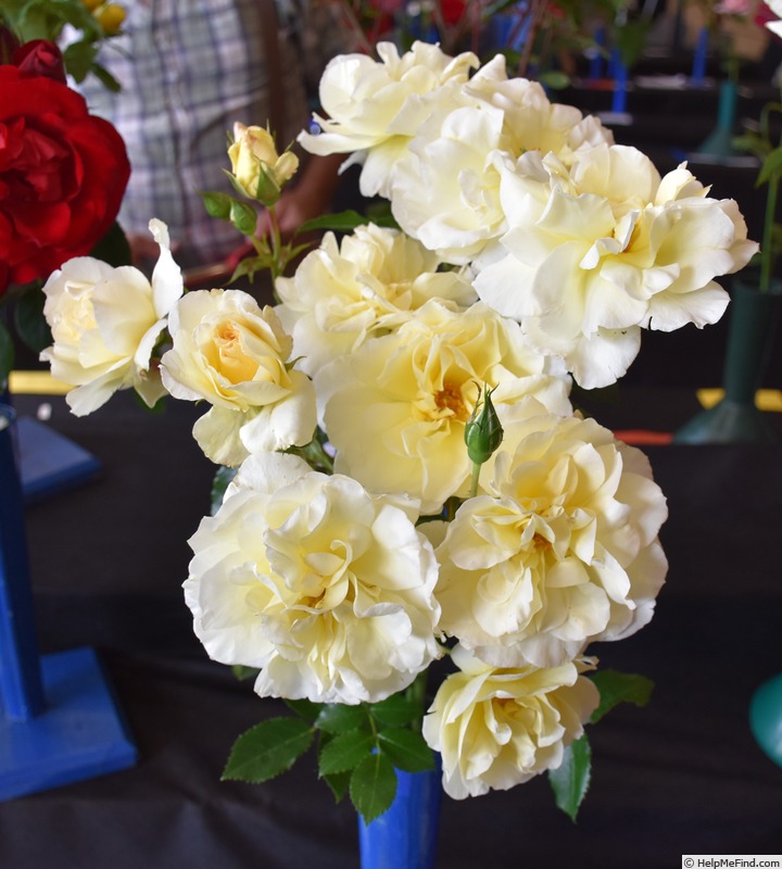 'Leverkusen' rose, click to enlarge 'Leverkusen' rose photo