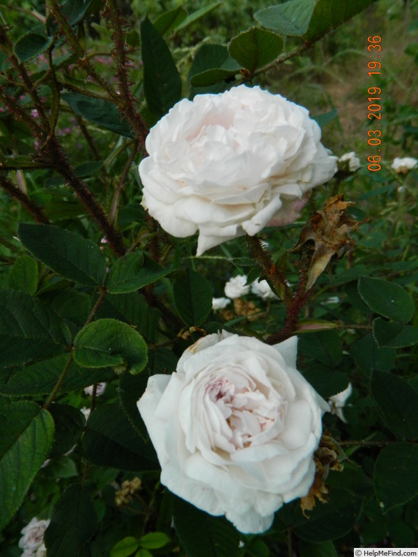 'Centifolia Muscosa 'Blanche Moreau'' rose photo