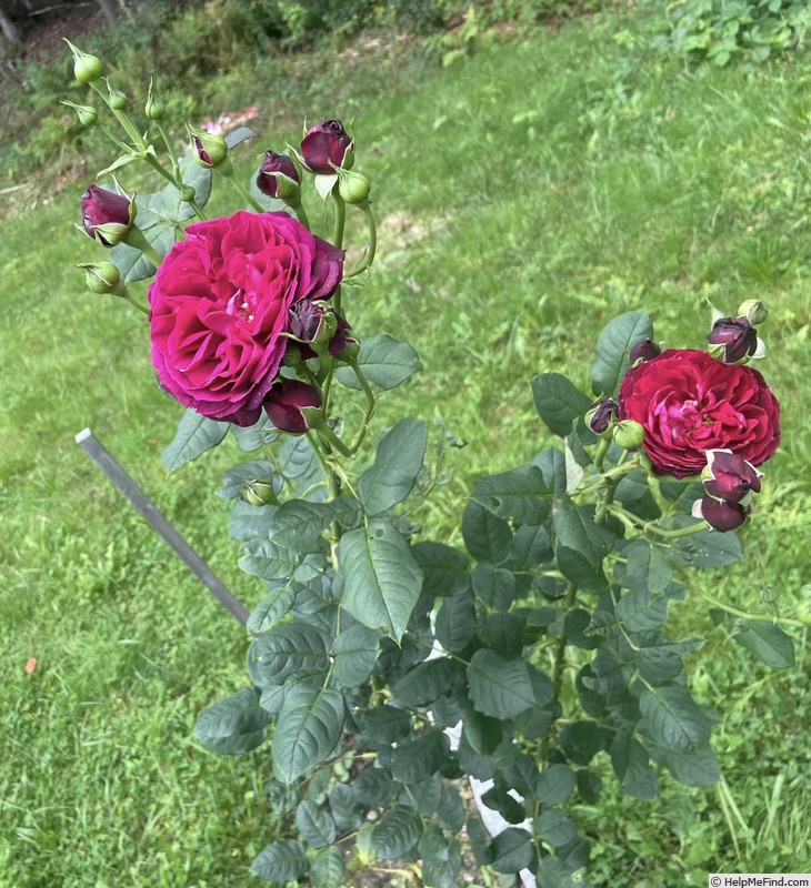 'Black Caviar' rose photo