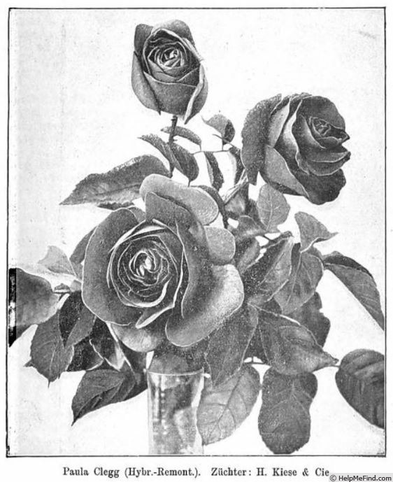 'Paula Clegg' rose photo