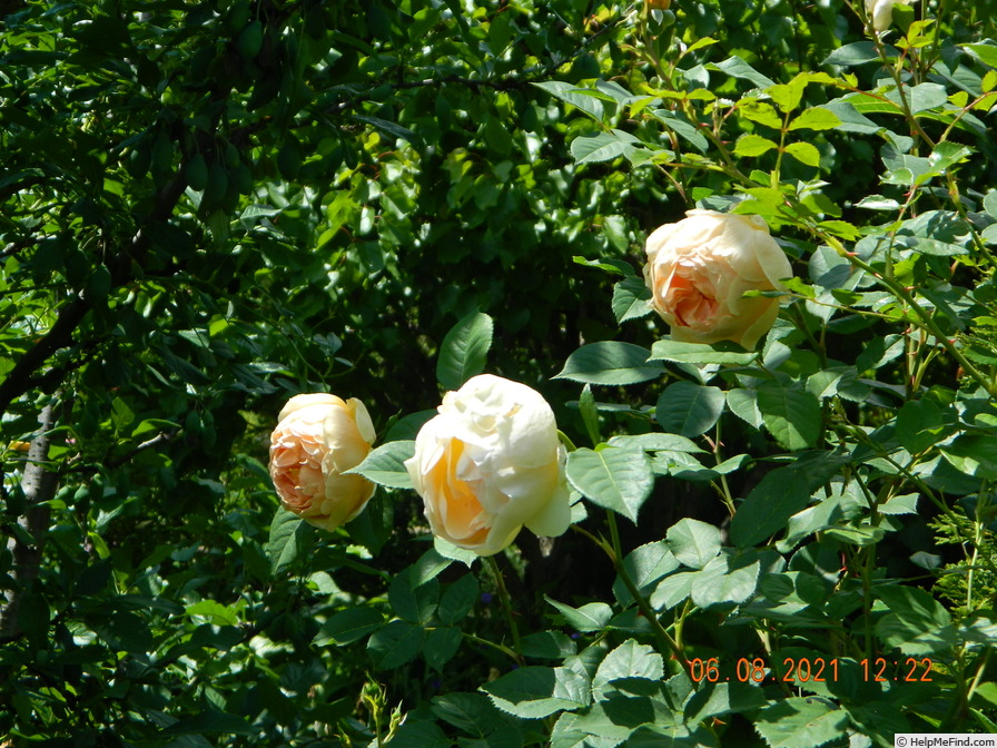 'Jude the Obscure' rose photo