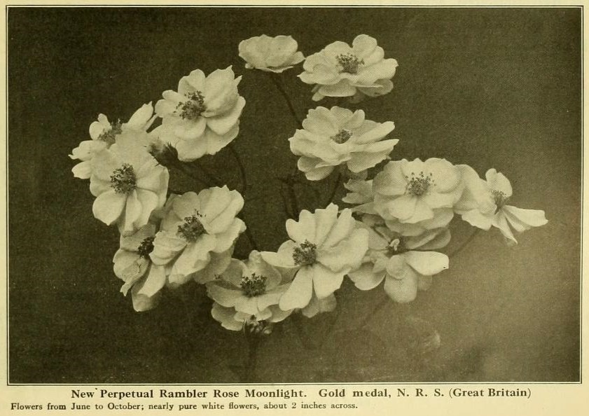 'Moonlight (hybrid musk, Pemberton 1913)' rose photo