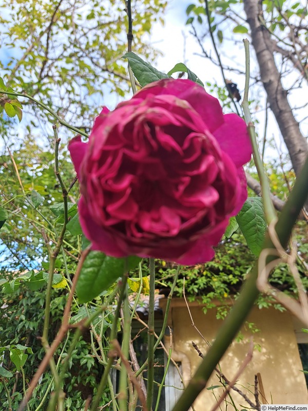 'Young Lycidas' rose photo